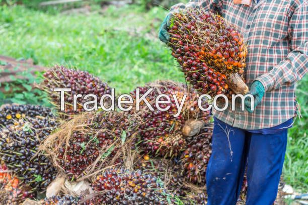 Palm oil - Oil palm fruit/Palm kernels, ...