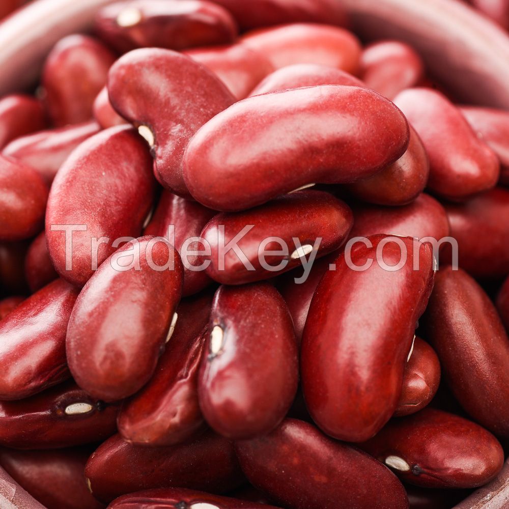 Light/Red Speckled Sugar Beans in Premium Quality for Sale