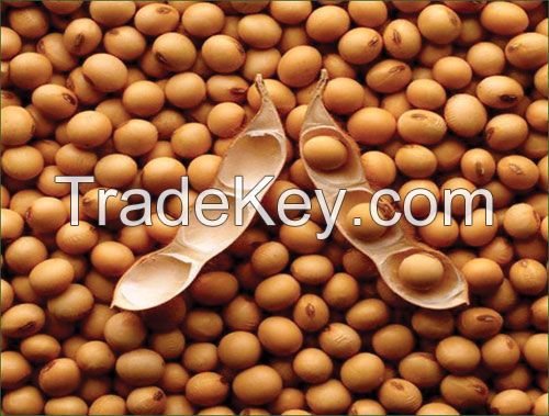 High Quality Non GMO Yellow Soybeans - Soybeans