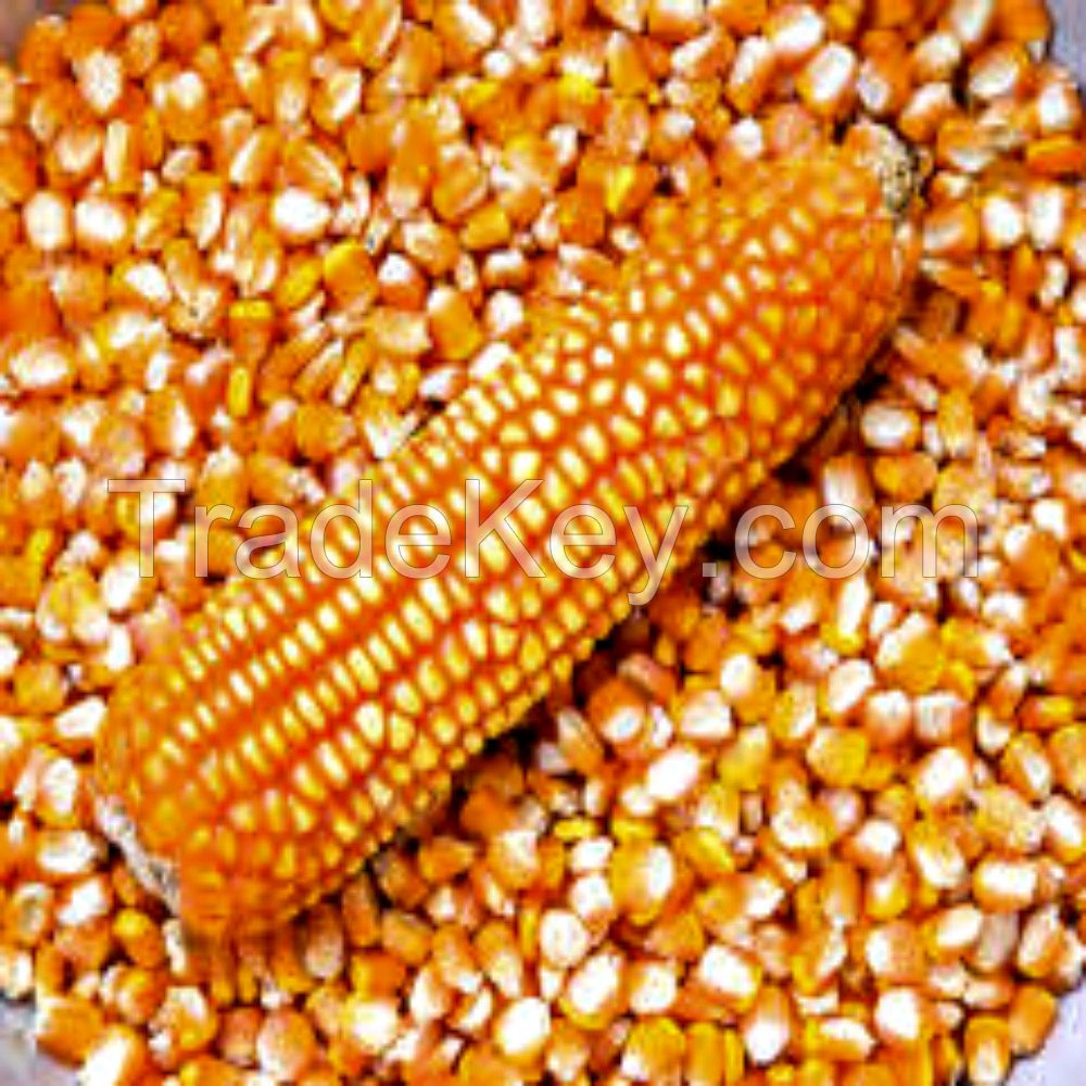 Yellow  and white corn