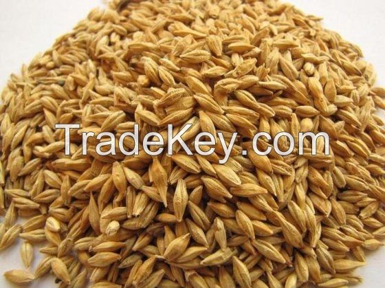 Barley