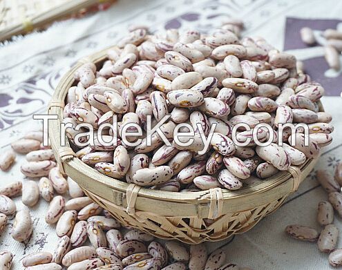 Light/Red Speckled Sugar Beans in Premium Quality for Sale