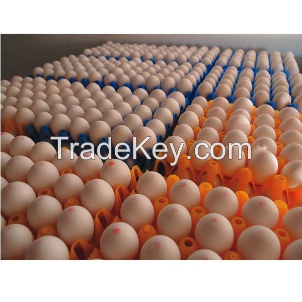 FRESH CHICKEN TABLE EGGS FOR EXPORT