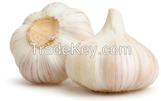 Garlic