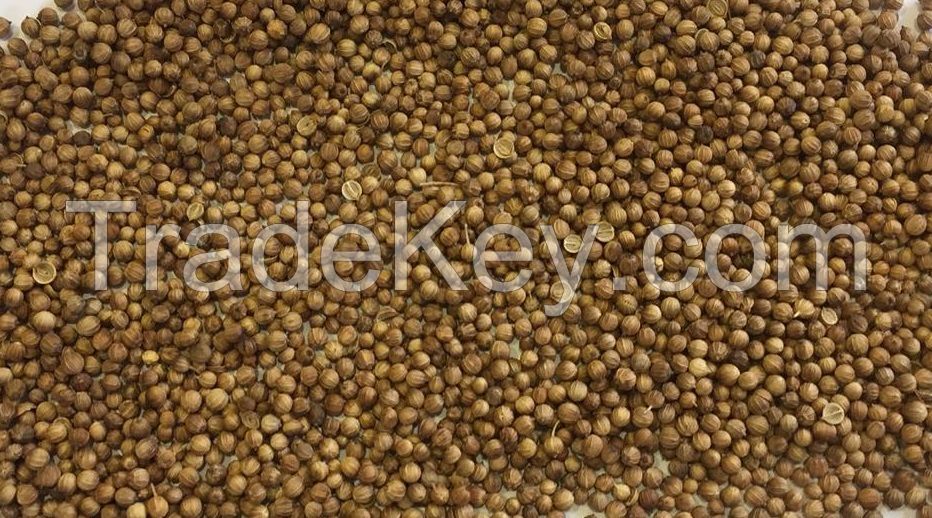 Coriander grains