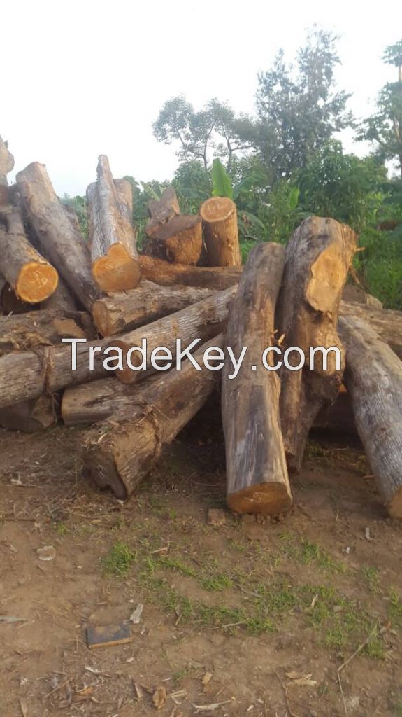 Teak Wood