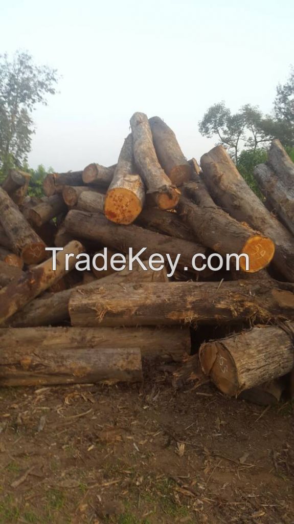 Teak Wood