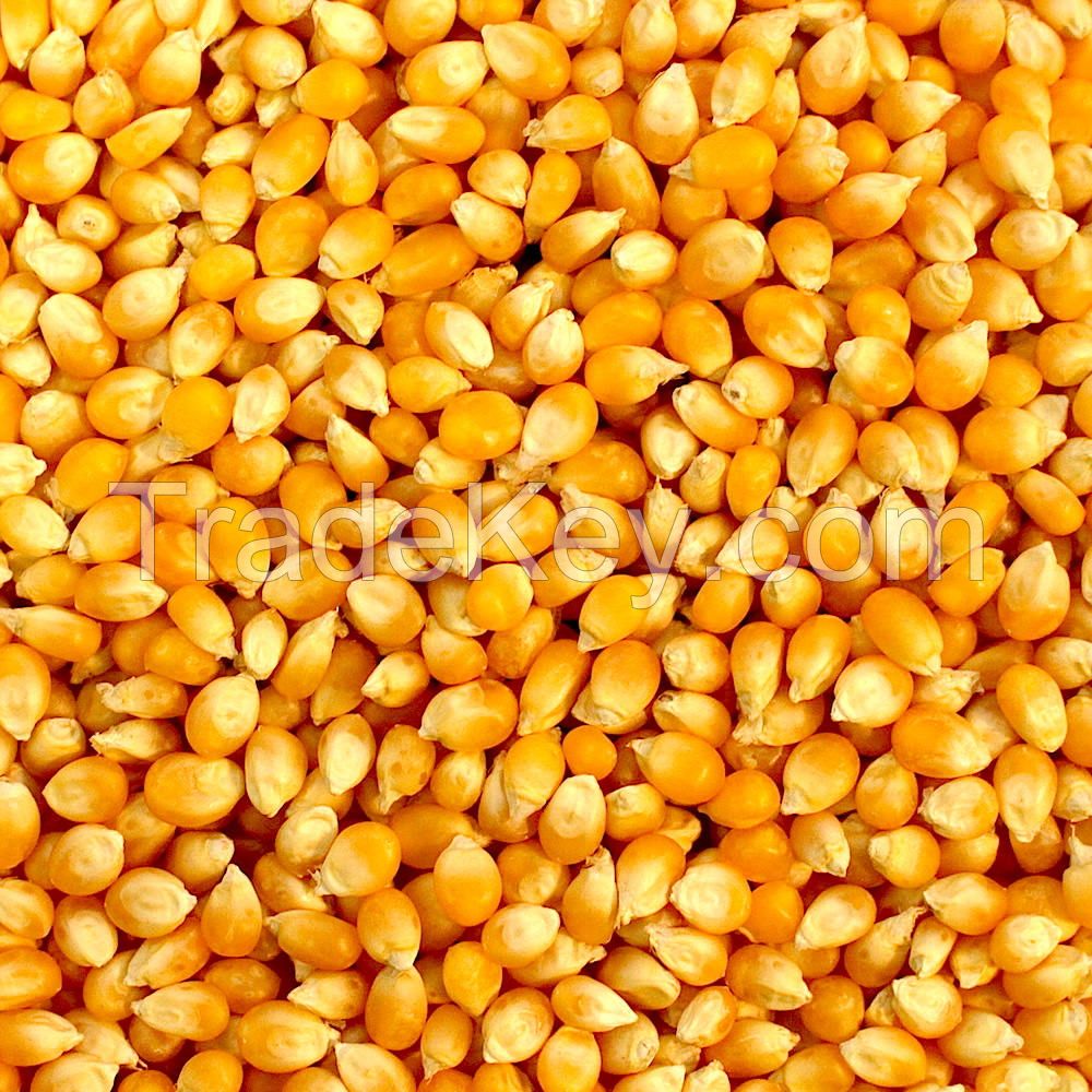 yellow corn