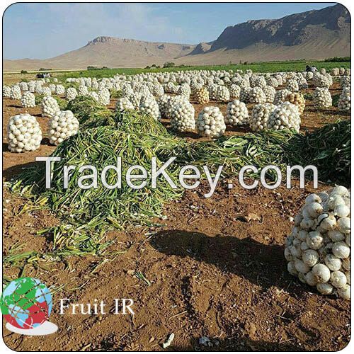 fresh Onion, Iranian Onion