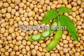 Dried Soybeans