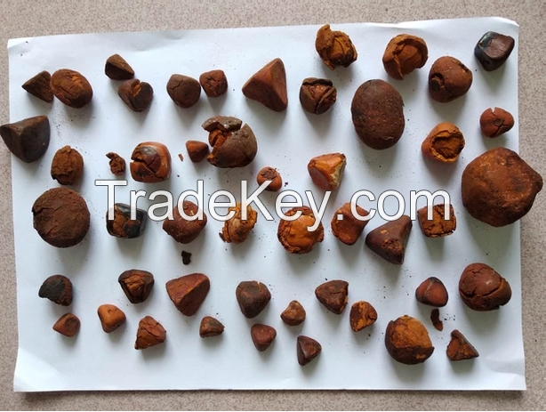 Ox gallstones