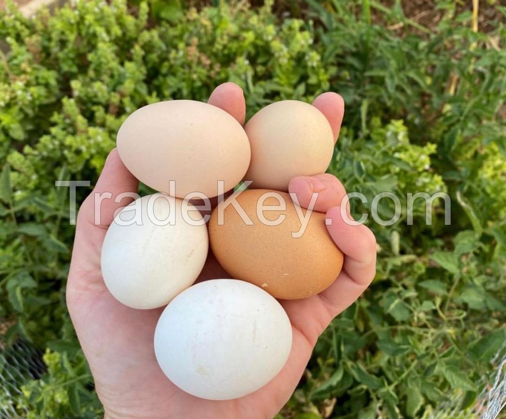 LOW PRICE CHICKEN WHITE AND YELLOW EGGS AVAILABLE