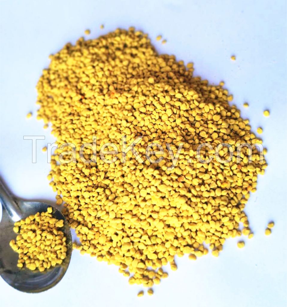rape flower bee pollen for human food