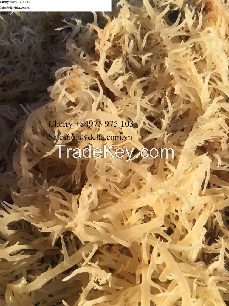 100% Organic Gold Dried Seamoss/ Eucheuma Cottonii Seaweed/ Irish Moss