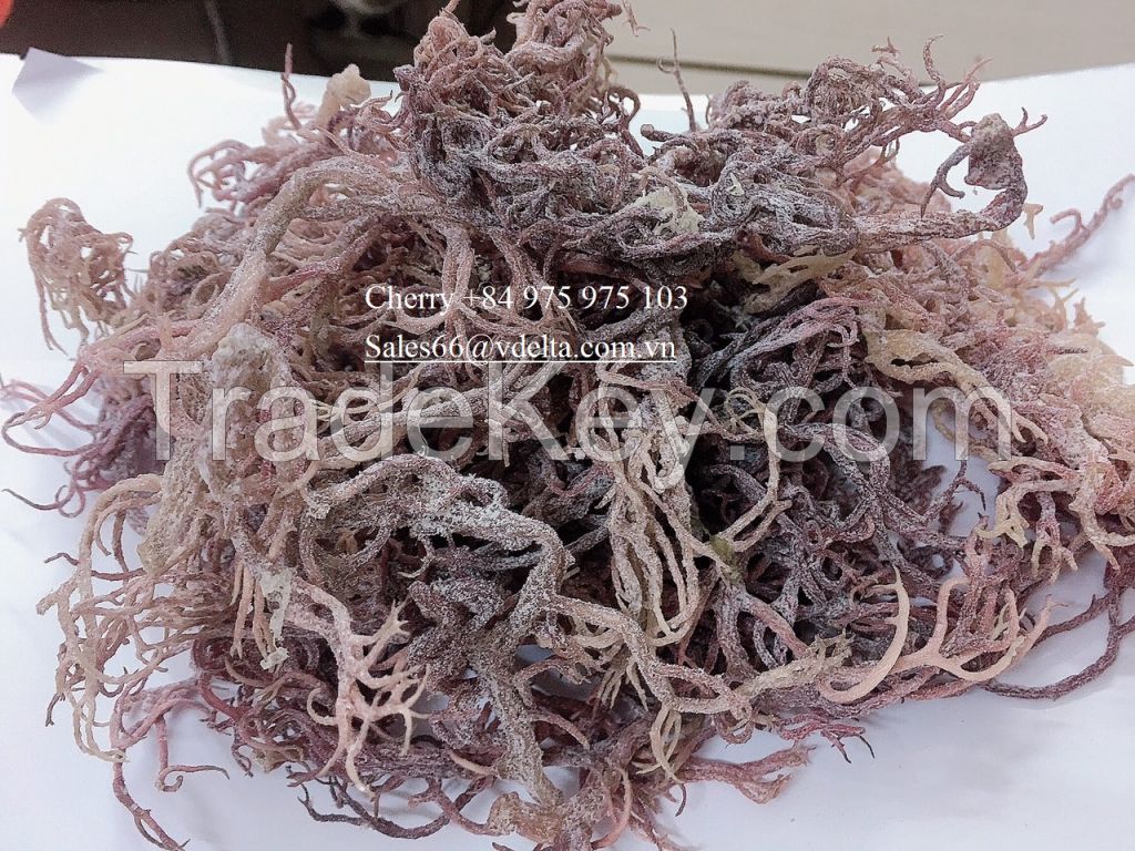 Wholesale Dried Purple Seamoss from Viet Nam/ Irish Moss from the beach