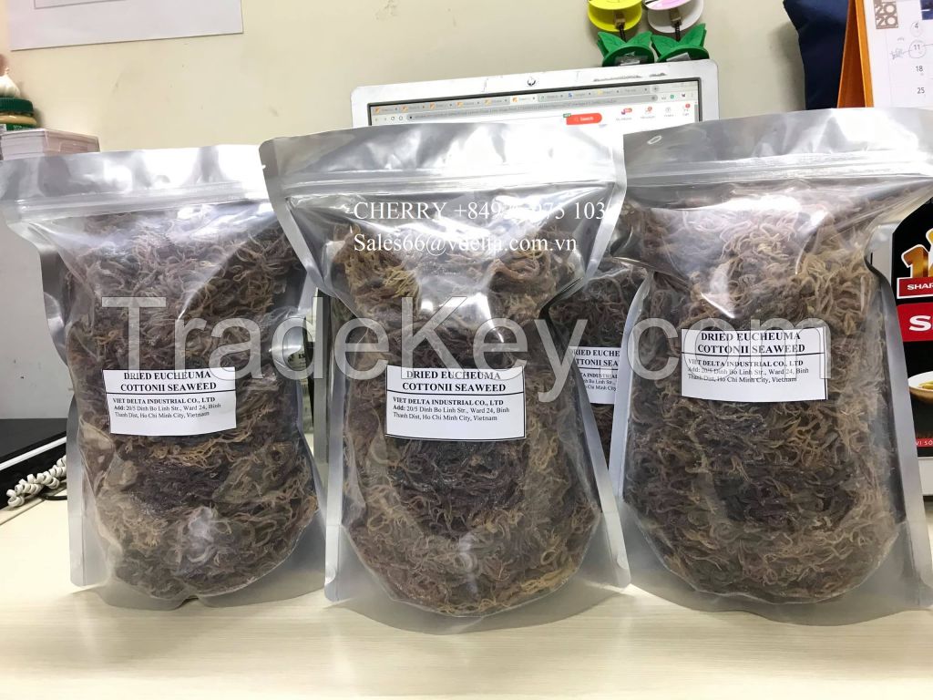 Wholesale Dried Purple Seamoss from Viet Nam/ Irish Moss from the beach