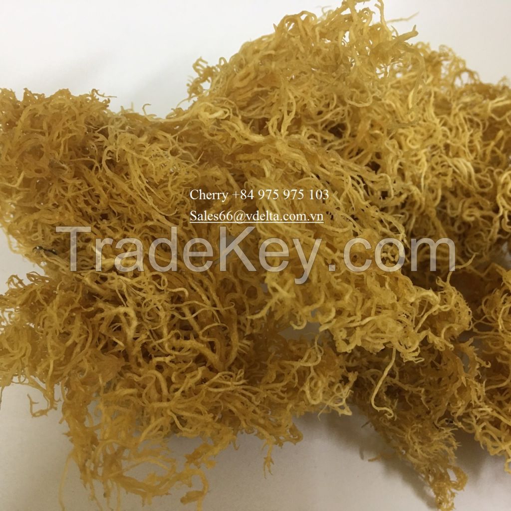 No Salted 100% Dried Eucheuma Cottonii Seaweed from Viet Nam
