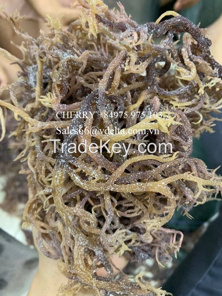 Wholesale Dried Purple Seamoss from Viet Nam/ Irish Moss from the beach