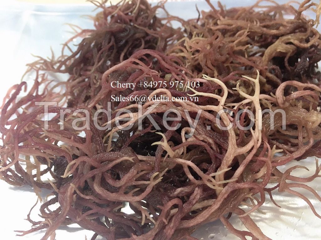 Wholesale Dried Purple Seamoss from Viet Nam/ Irish Moss from the beach