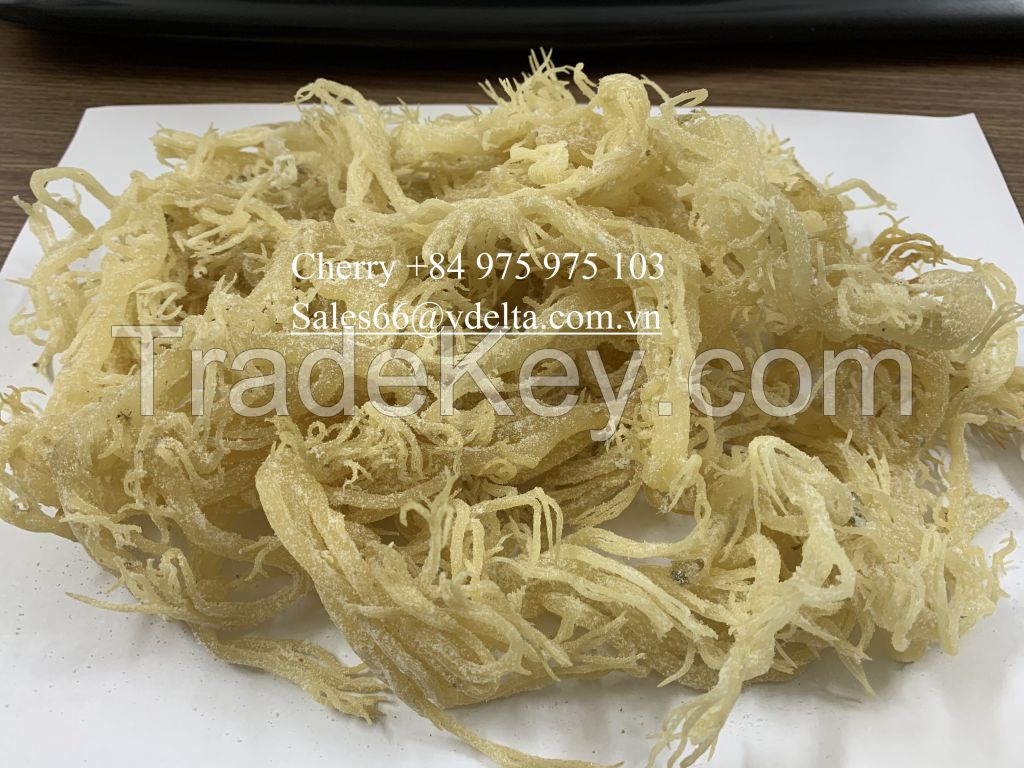 100% Organic Gold Dried Seamoss/ Eucheuma Cottonii Seaweed/ Irish Moss