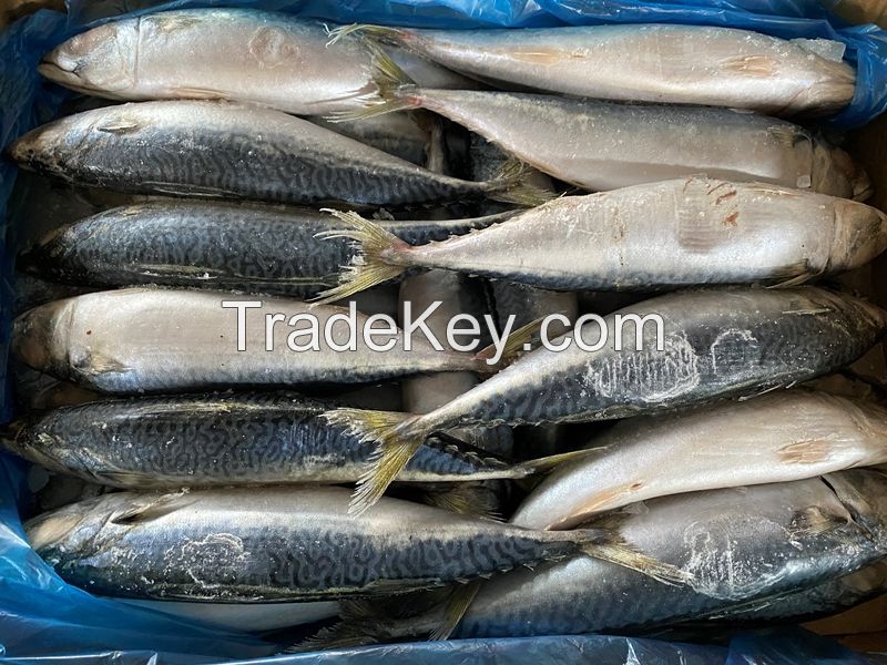 Atlantic Mackerel Scomber Frozen 