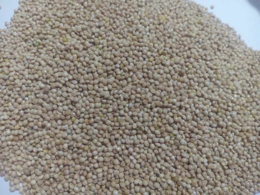 MILLET WHITE