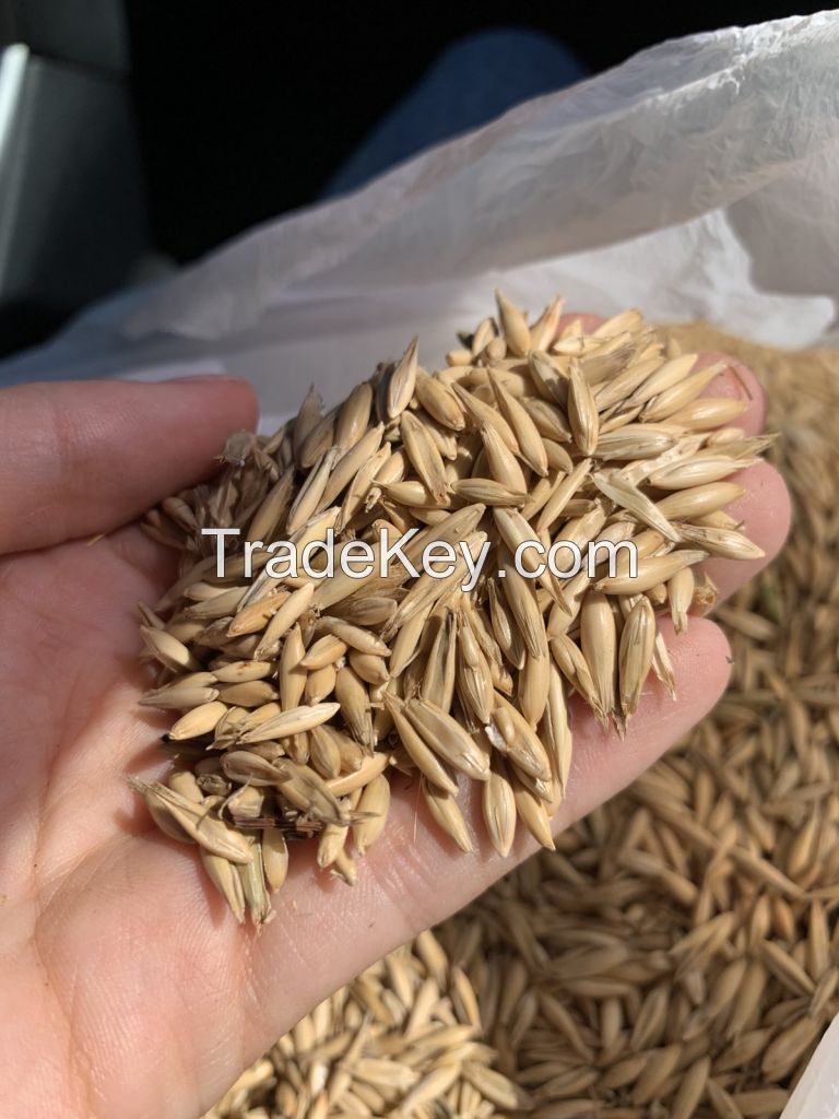 OAT SEEDS