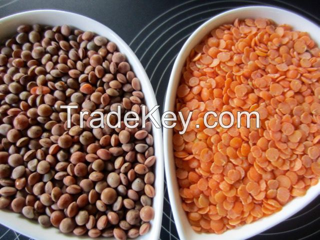 RED LENTILS