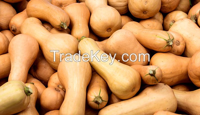 BUTTERNUT SQUASH