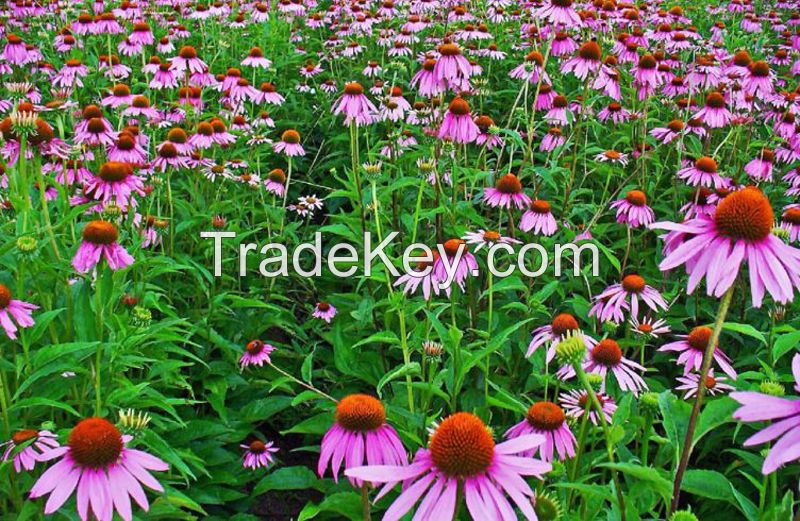 Echinacea purpurea