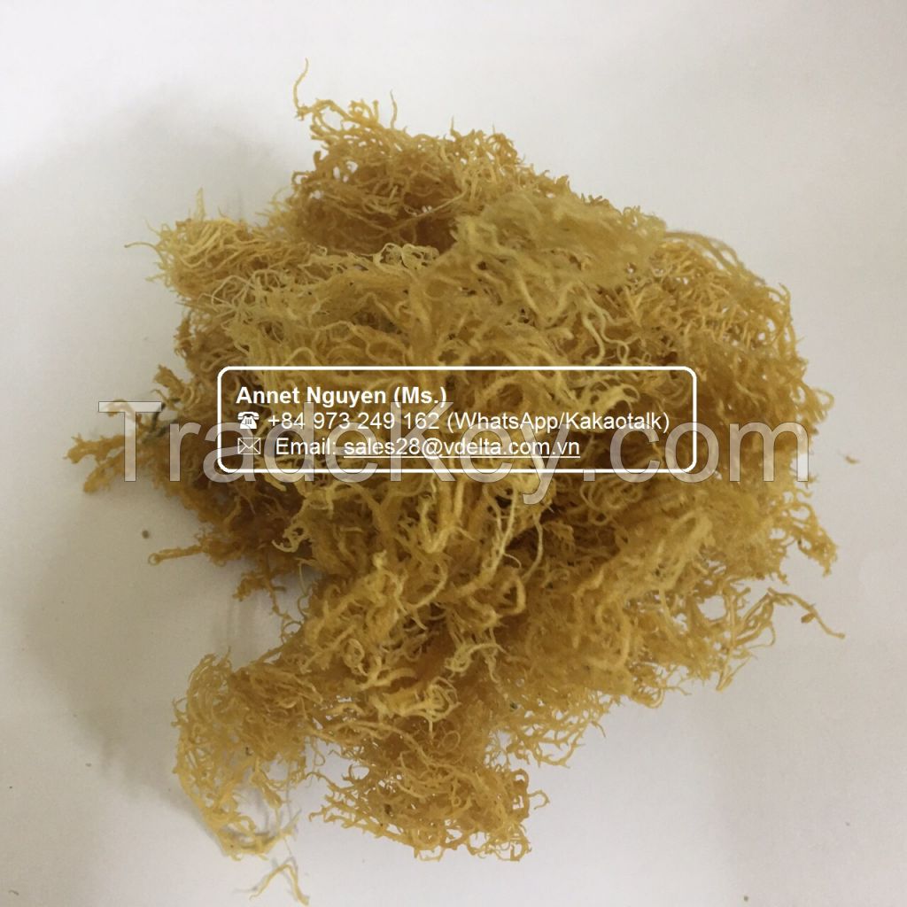 Dried Sea Moss - Premium 100% Natural - Fresh Irish Moss / Annet Nguyen +84 973 249 162 