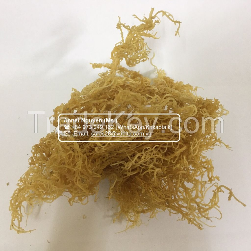 Dried Sea Moss - Premium 100% Natural - Fresh Irish Moss / Annet Nguyen +84 973 249 162 