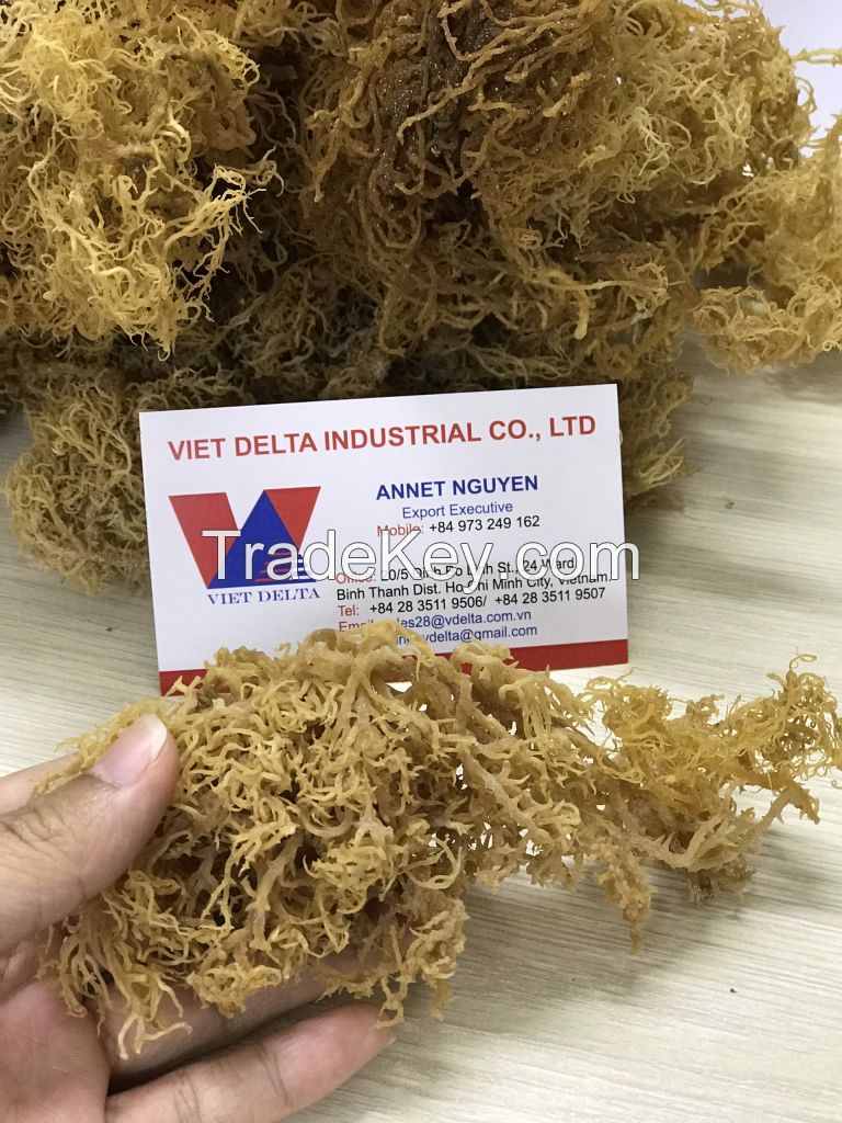 Dried Sea Moss - Premium 100% Natural - Fresh Irish Moss / Annet Nguyen +84 973 249 162 