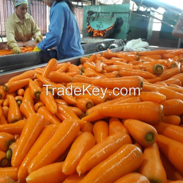 fresh carrot for sell 