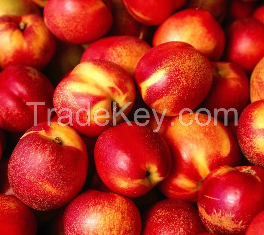 Fresh Nectarine Fruits/Fresh Fruits/Nectarines! 