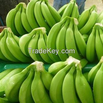 Cavendish Bananas  