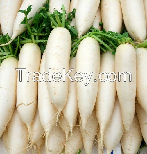 Fresh white Radish 