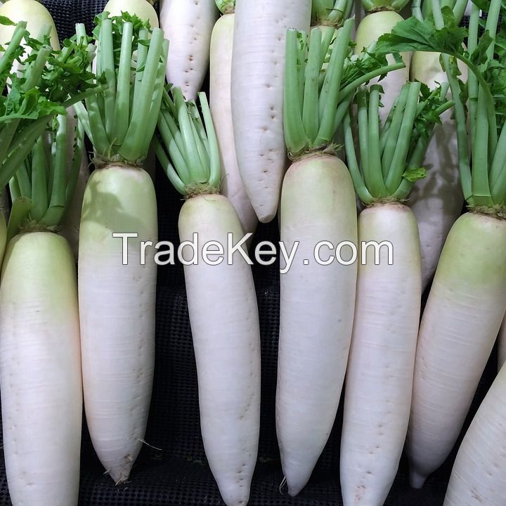 Fresh white Radish 