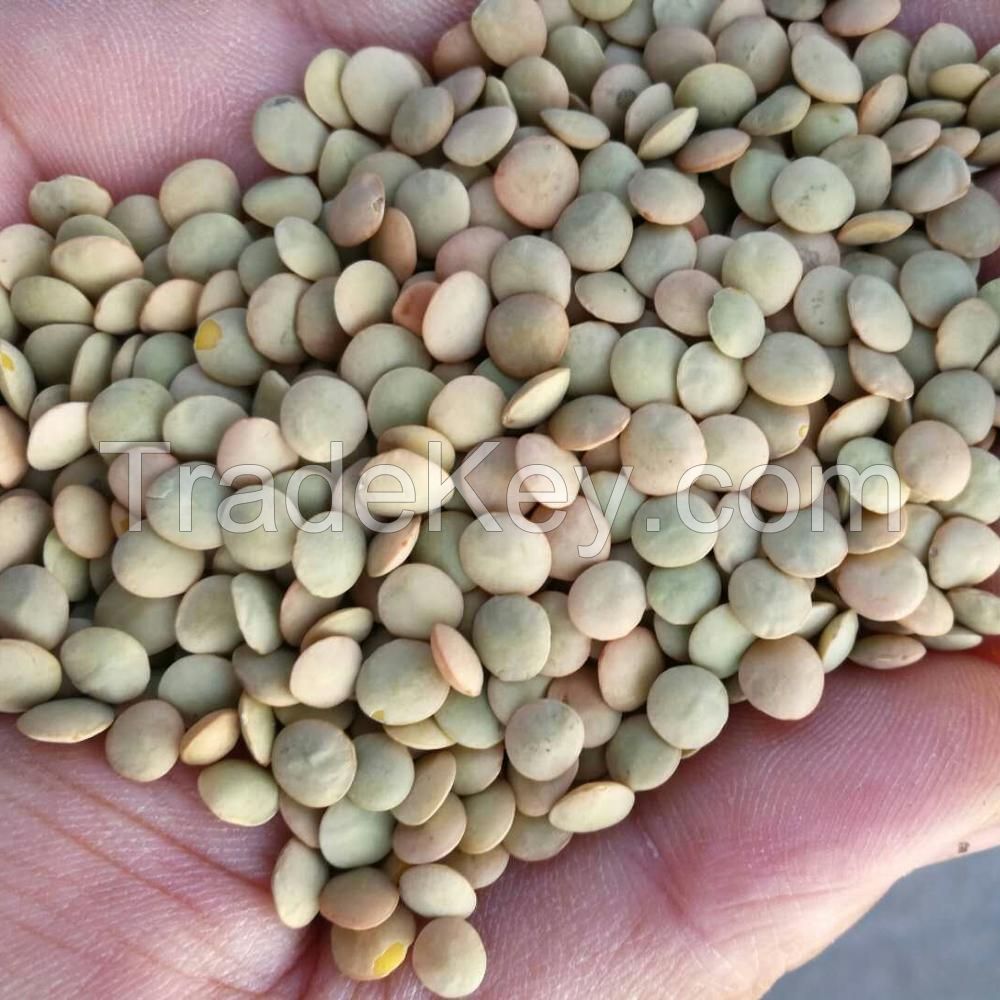 100% Mature Canadian Red Lentils / Green Lentils for sale