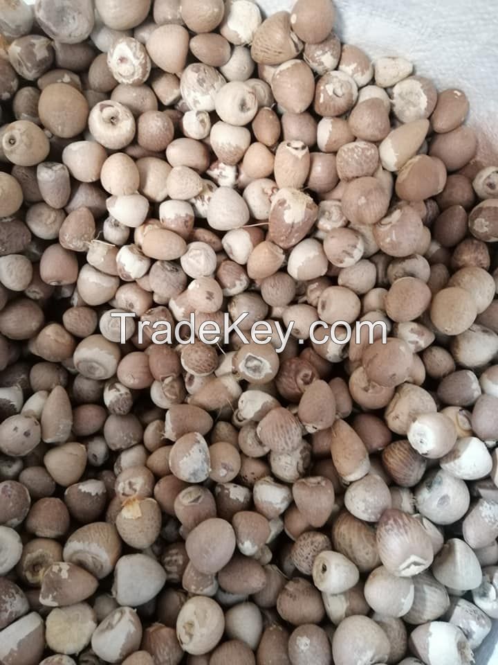 High Quality Betel Nut Dried Whole (80-85%) from Indonesia