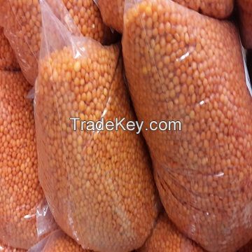 100% Mature Canadian Red Lentils / Green Lentils for sale