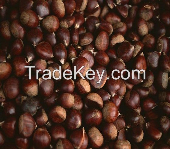 100% Top quality fresh chestnuts/organic chestnuts