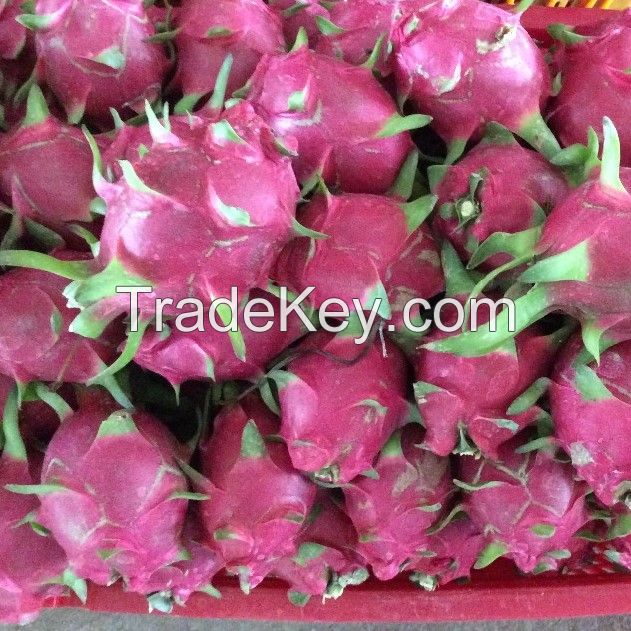 FRESH DRAGON FRUIT HIGH QUALITY WITH BEST PRICE 