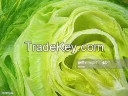 Fresh Lettuce Iceberg