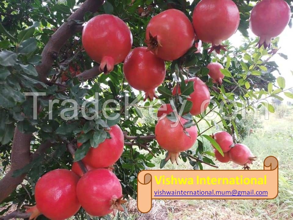 Indian Fresh Pomegranates