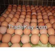 Fresh chicken brown and white eggs