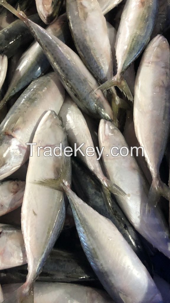 Indian Mackerel