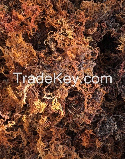  Wildcrafted Sea Moss / Dried Sea Moss Purple - Larry Vo (Whatsapp/Line/Viber/Ka