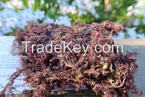  Wildcrafted Sea Moss / Dried Sea Moss Purple - Larry Vo (Whatsapp/Line/Viber/Ka