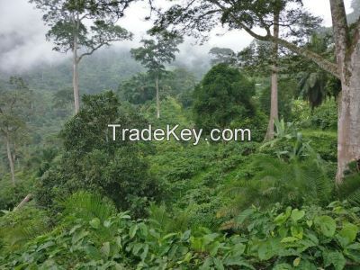 Cocoa and Coffee Beans from farmers cooperative in Cameroon